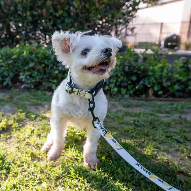 LOVE 4 A WALK - PATTERN #2 PET COLLAR & LEASH